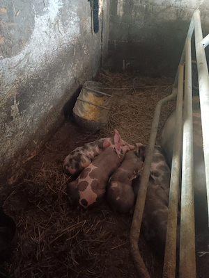 Vand purcei rasa Pietran  - imagine 2