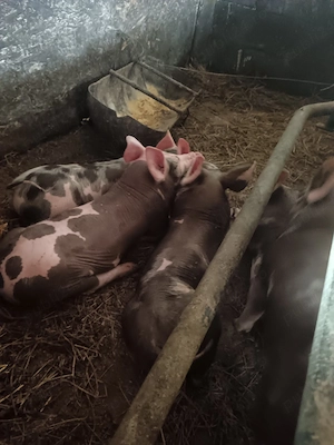 Vand purcei rasa Pietran  - imagine 3