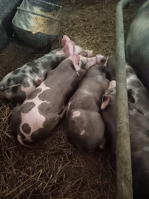 Vand purcei rasa Pietran  - imagine 4