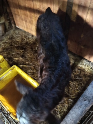 vând vacă și vițică