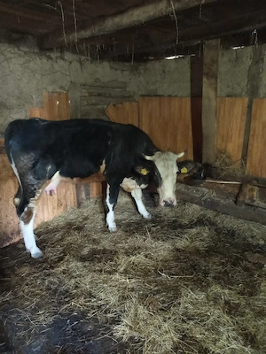 vând vacă și vițică - imagine 5