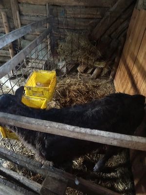 vând vacă și vițică - imagine 3