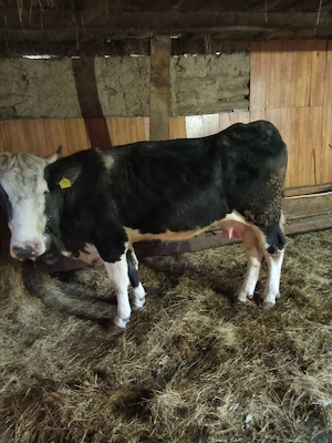 vând vacă și vițică - imagine 4