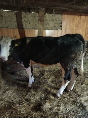 vând vacă și vițică - imagine 2