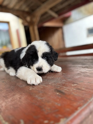 Vand mascul ciobanesc de bucovina  - imagine 5