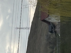 Vand mascul ciobanesc de bucovina 