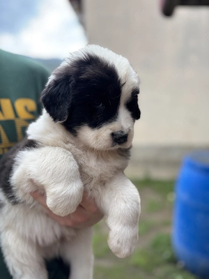 Vand mascul ciobanesc de bucovina  - imagine 2