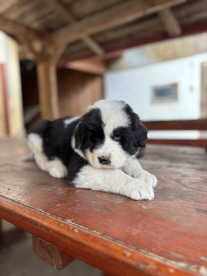 Vand mascul ciobanesc de bucovina  - imagine 4