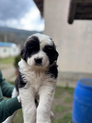 Vand mascul ciobanesc de bucovina  - imagine 3