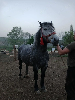 Vand iapa de 4 ani! - imagine 3