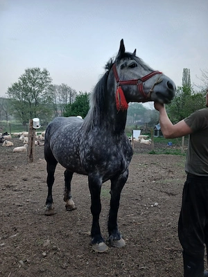 Vand iapa de 4 ani! - imagine 4