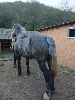 Vand iapa de 4 ani! - imagine 2