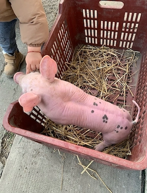 purcei landrace x pietrain