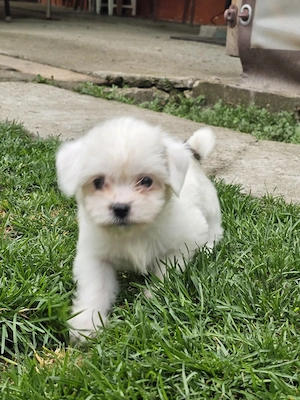 Vând pui Bichon 