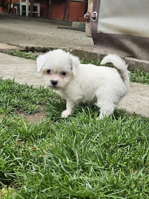 Vând pui Bichon  - imagine 2