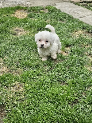 Vând pui Bichon  - imagine 3