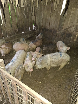 Vând porci si purcei - imagine 3