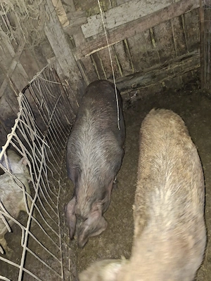 Vând porci si purcei - imagine 2