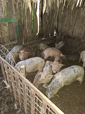 Vând porci si purcei