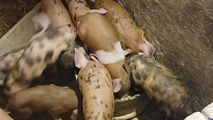 purcei duroc cu petrean  - imagine 6