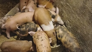 purcei duroc cu petrean  - imagine 3