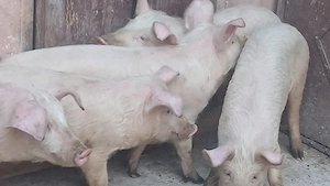 soldani 40kg  si 60-70kg - imagine 7