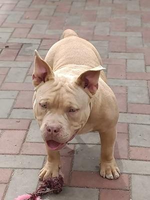 American Bully Poket - imagine 2