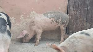 soldani 40kg  si 60-70kg - imagine 5