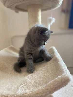 British Shorthair 