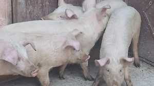 soldani 40kg  si 60-70kg - imagine 8