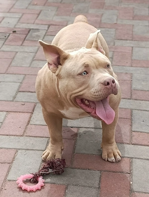 American Bully Poket - imagine 4