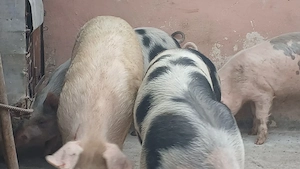 soldani 40kg  si 60-70kg - imagine 6