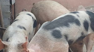 soldani 40kg  si 60-70kg - imagine 2