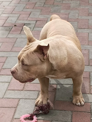 American Bully Poket - imagine 3