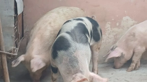 soldani 40kg  si 60-70kg - imagine 4