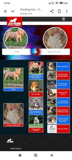 American Bully Poket - imagine 5