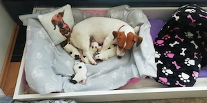 Pui Jack Russell Terrier   doar pentru familii responsabile - imagine 3