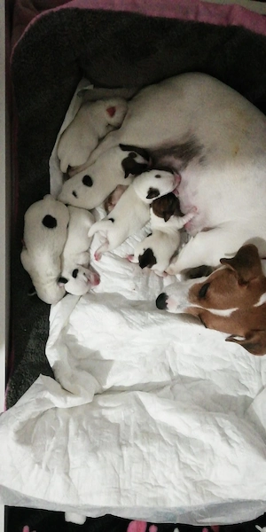 Pui Jack Russell Terrier   doar pentru familii responsabile - imagine 4