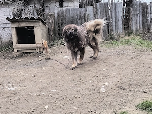 Vând pereche câini ciobănești  - imagine 3