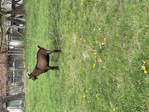 Țap alpin francez rasa pură 