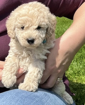 bichon frise - imagine 2