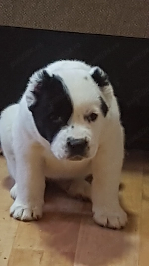 Catei Ciobanesc de Asia Centrala,Alabai