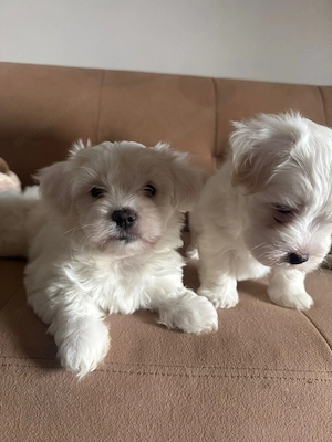 Vand Pui Bichon Maltez