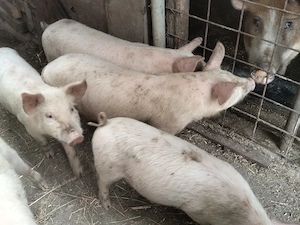 vând purcei au 7 săptămâni  - imagine 2