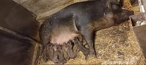 Purcei Duroc Pur Disponibili din 30 Mai Turnu Magurele o733345270