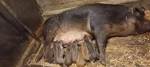 Disponibili dupa 30 Mai Purcei Duroc Pur de reproducție Turnu Magurele o733345270