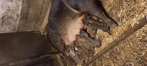 Purcei Duroc Pur Disponibili din 30 Mai Turnu Magurele o733345270 - imagine 2