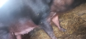 Disponibili dupa 30 Mai Purcei Duroc Pur de reproducție Turnu Magurele o733345270 - imagine 5