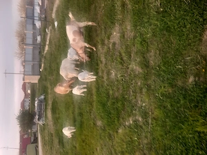 De vînzare două capre tinere din rasă bună și patru iezi de aproximativ două luni care mănâncă iarbă