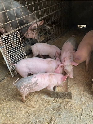 4 purcei de 6 săptămâni - imagine 2